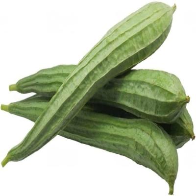 Ridge Gourd