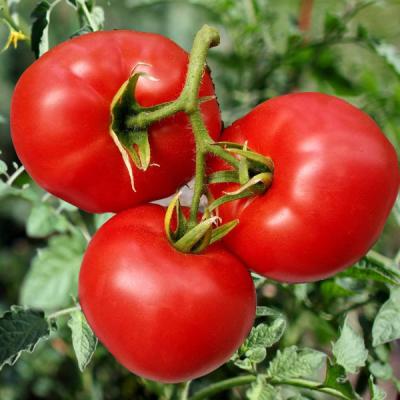Heirloom Tomato