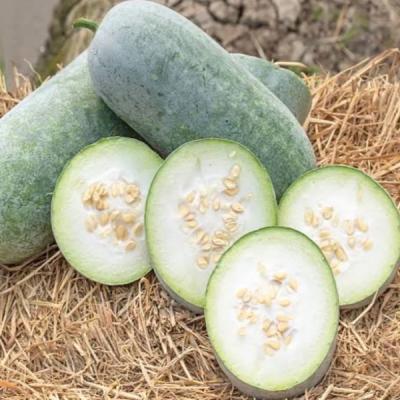 Ash Gourd