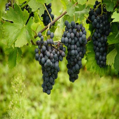 Black Grapes