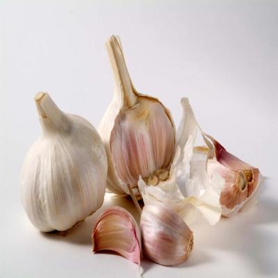 Country Garlic