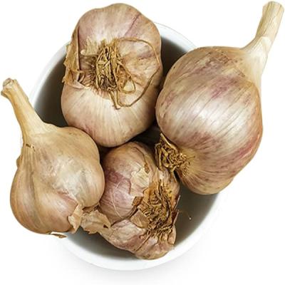 Hill Garlic