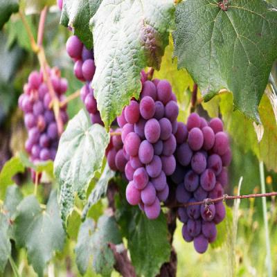 Red Grapes