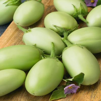Green Bringal