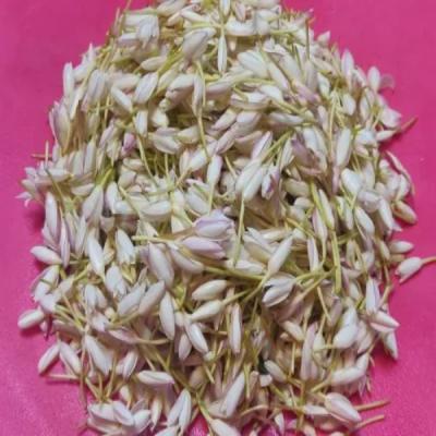 Jaathi mullai