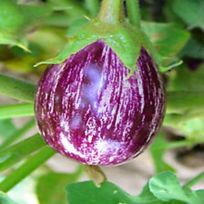 Egg plant