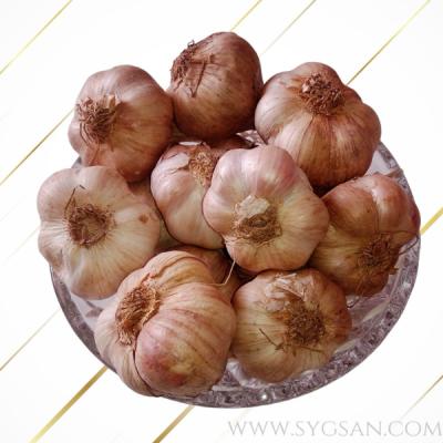 Hill Garlic