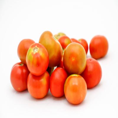 Heirloom Tomato