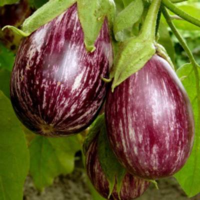 Egg plant