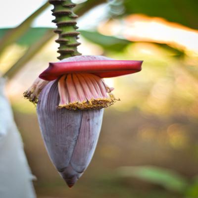Banana Blossom