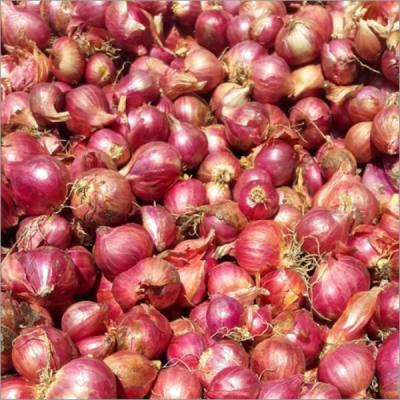 Small Onion
