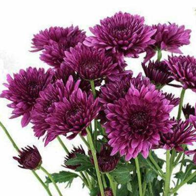Samanthi Purple