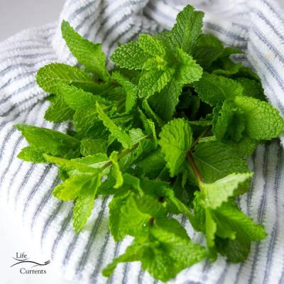 Mint