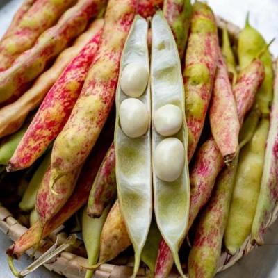 Soya Beans